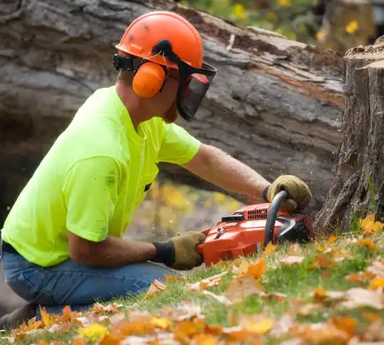 tree services Lambert